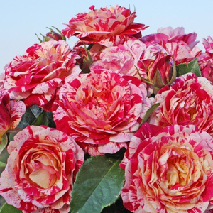 Czerwony z białymi paskami - róże rabatowe floribunda